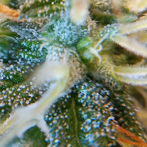 Benny Hill growlog timeline photo