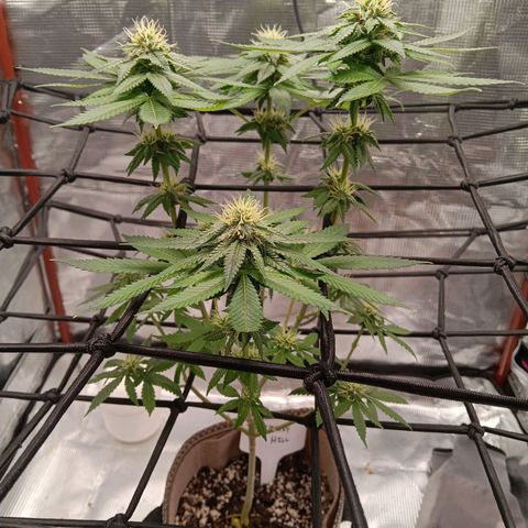 Benny Hill growlog timeline photo