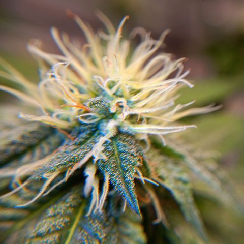 Benny Hill growlog timeline photo