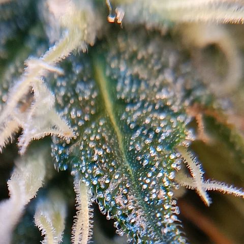 Benny Hill growlog timeline photo