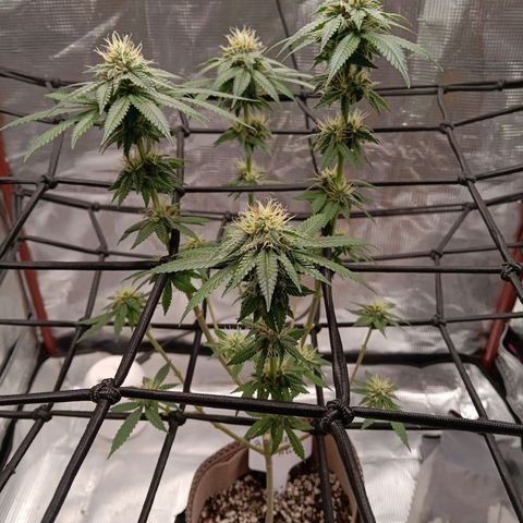 Benny Hill growlog timeline photo