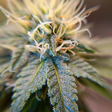Benny Hill growlog timeline photo