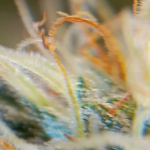 Benny Hill growlog timeline photo
