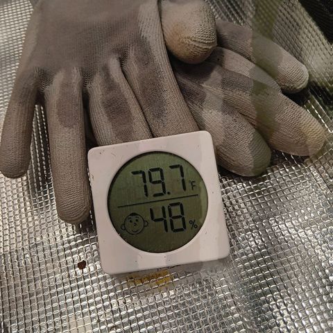 Benny Hill growlog timeline photo