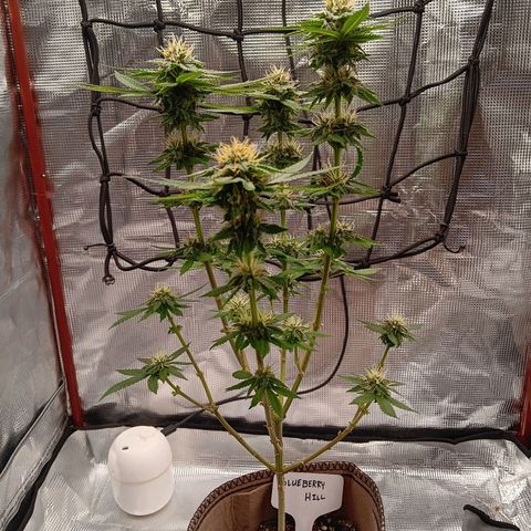 Benny Hill growlog timeline photo