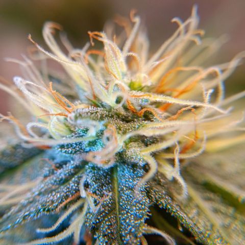 Benny Hill growlog timeline photo
