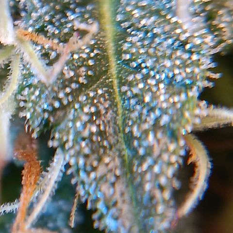 Benny Hill growlog timeline photo
