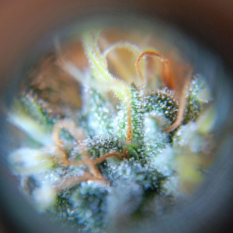 Benny Hill growlog timeline photo