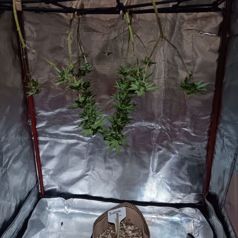 Benny Hill growlog timeline photo