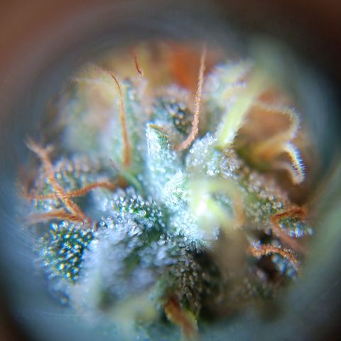Benny Hill growlog timeline photo