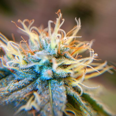 Benny Hill growlog timeline photo