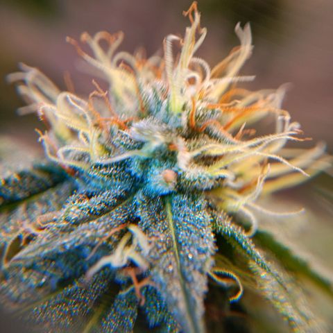 Benny Hill growlog timeline photo