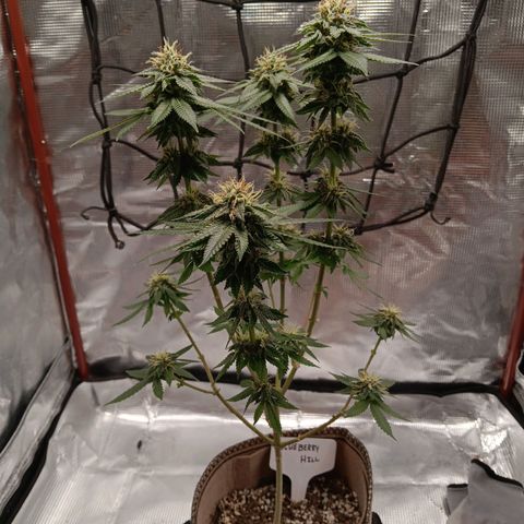 Benny Hill growlog timeline photo