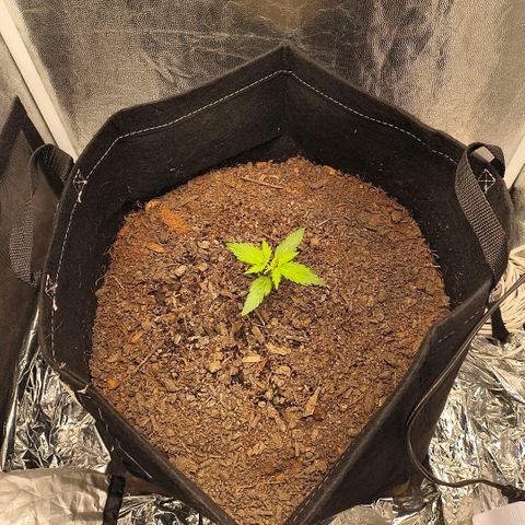 Gary raimbow road growlog timeline photo