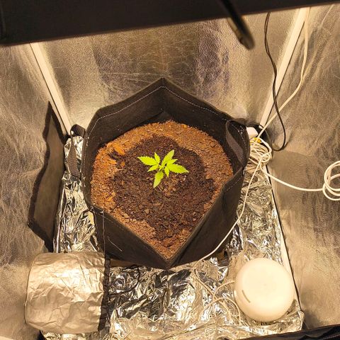 Gary raimbow road growlog timeline photo