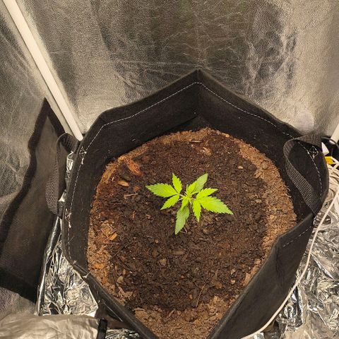 Gary raimbow road growlog timeline photo