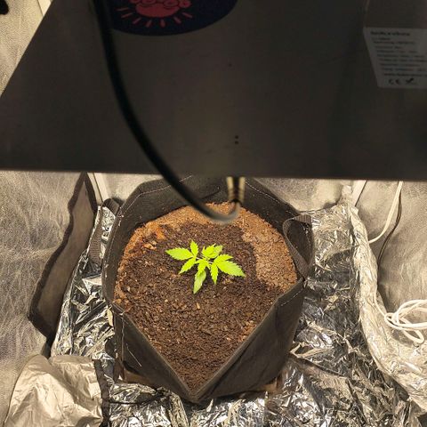Gary raimbow road growlog timeline photo