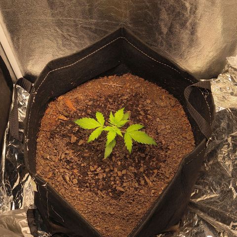 Gary raimbow road growlog timeline photo