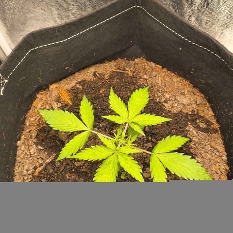 Gary raimbow road growlog photo: Poda top