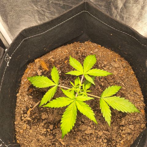 Gary raimbow road growlog timeline photo