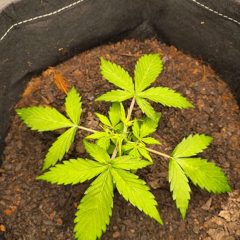 Gary raimbow road growlog timeline photo