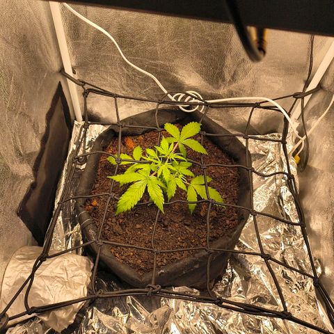 Gary raimbow road growlog timeline photo