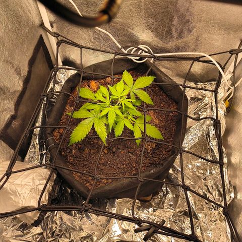 Gary raimbow road growlog timeline photo