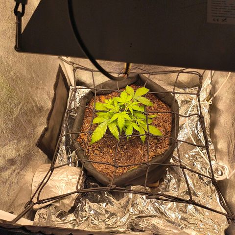 Gary raimbow road growlog timeline photo