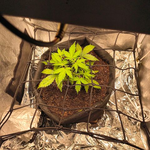 Gary raimbow road growlog timeline photo