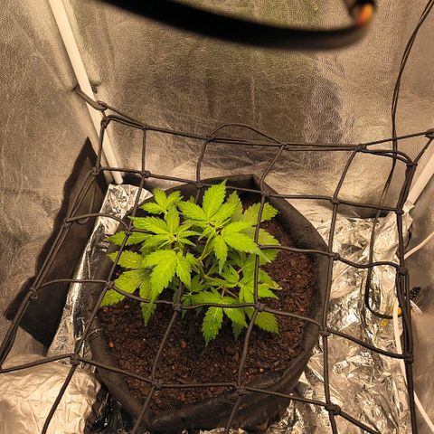 Gary raimbow road growlog timeline photo