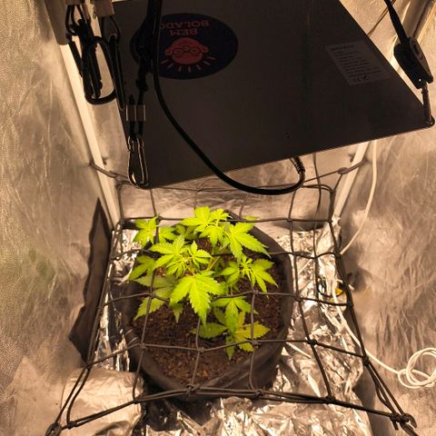 Gary raimbow road growlog photo: Bud candy
