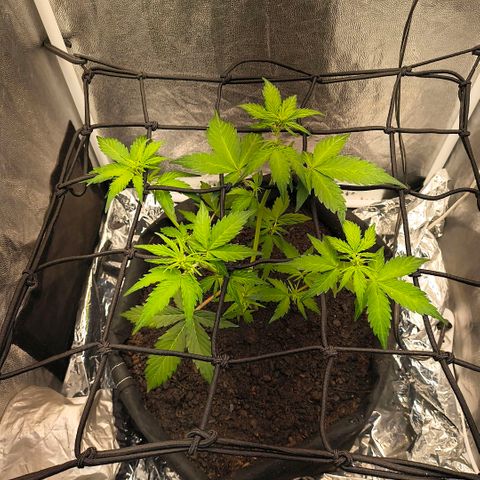 Gary raimbow road growlog timeline photo