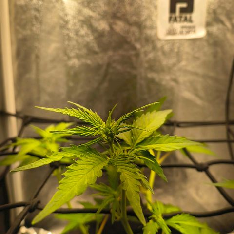 Gary raimbow road growlog timeline photo