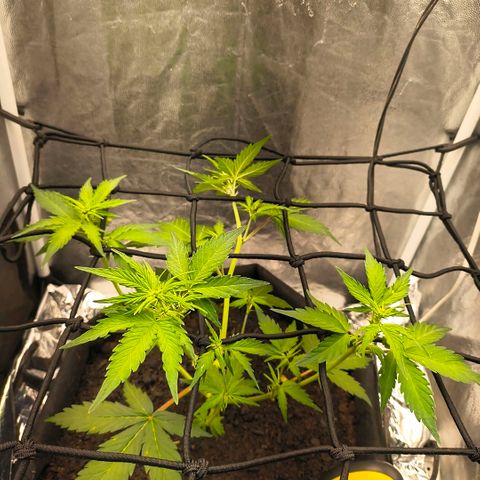 Gary raimbow road growlog timeline photo
