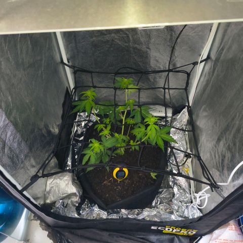 Gary raimbow road growlog timeline photo