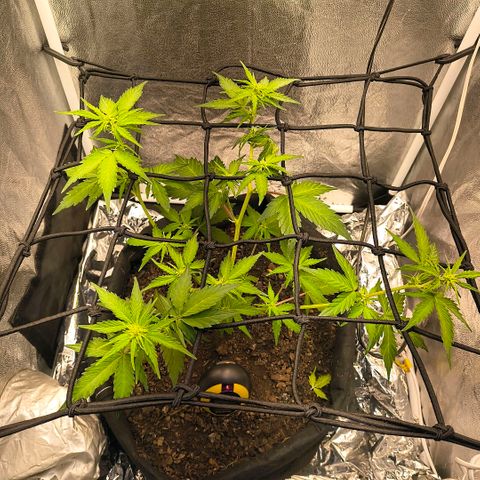 Gary raimbow road growlog timeline photo