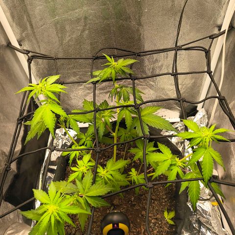 Gary raimbow road growlog timeline photo