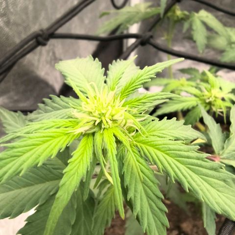 Gary raimbow road growlog timeline photo