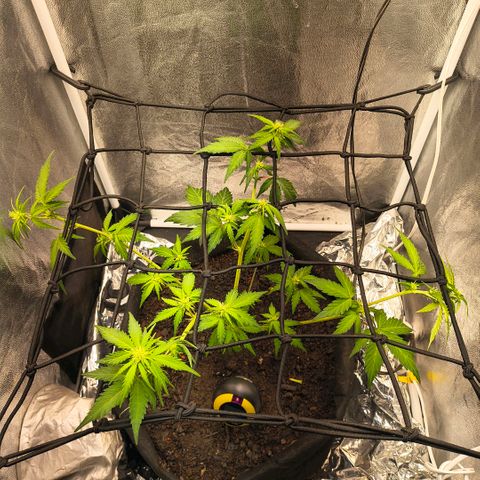 Gary raimbow road growlog timeline photo