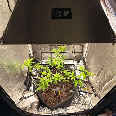Gary raimbow road growlog timeline photo