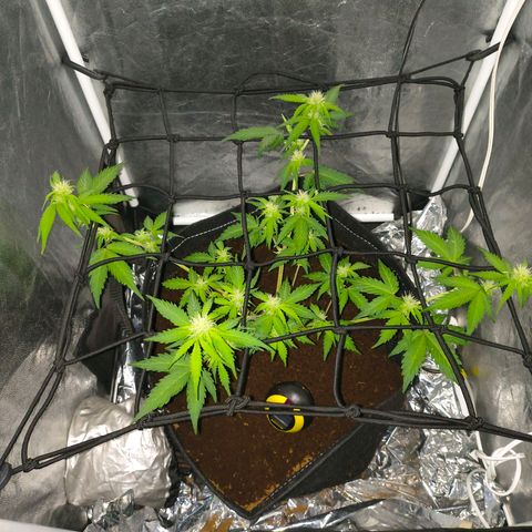 Gary raimbow road growlog timeline photo