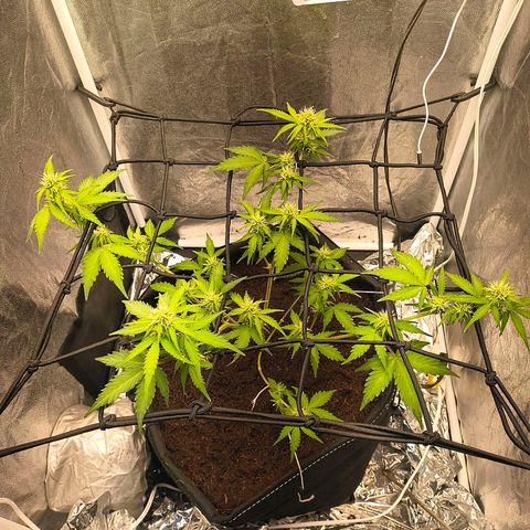 Gary raimbow road growlog timeline photo
