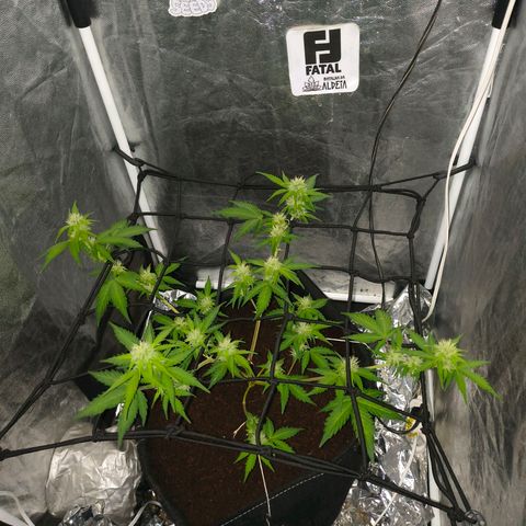 Gary raimbow road growlog timeline photo
