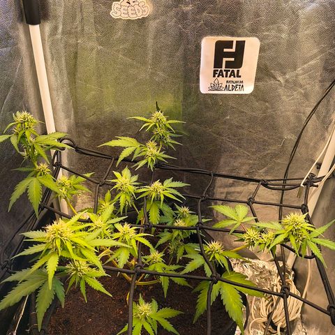 Gary raimbow road growlog timeline photo