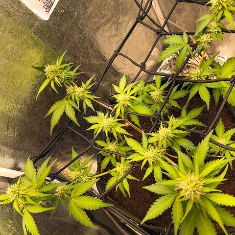 Gary raimbow road growlog timeline photo