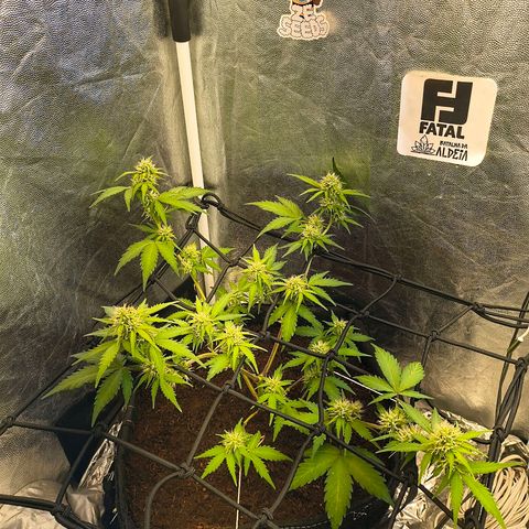 Gary raimbow road growlog timeline photo