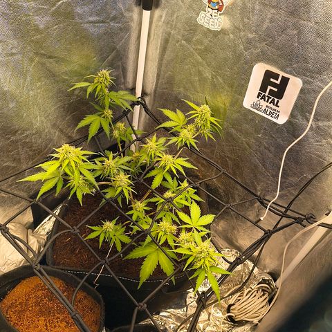 Gary raimbow road growlog timeline photo