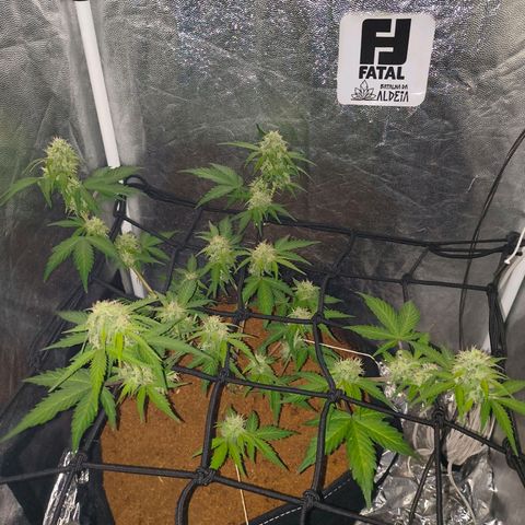 Gary raimbow road growlog timeline photo