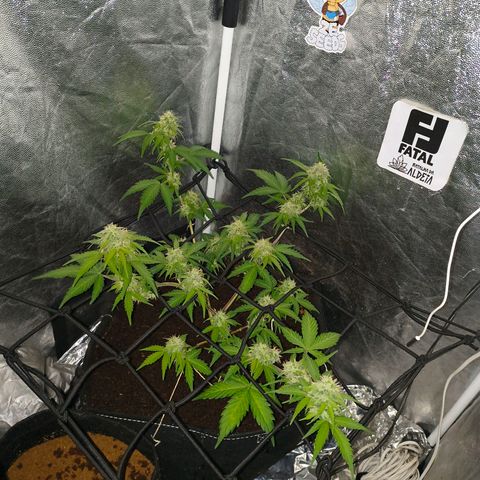 Gary raimbow road growlog timeline photo