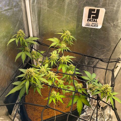 Gary raimbow road growlog timeline photo